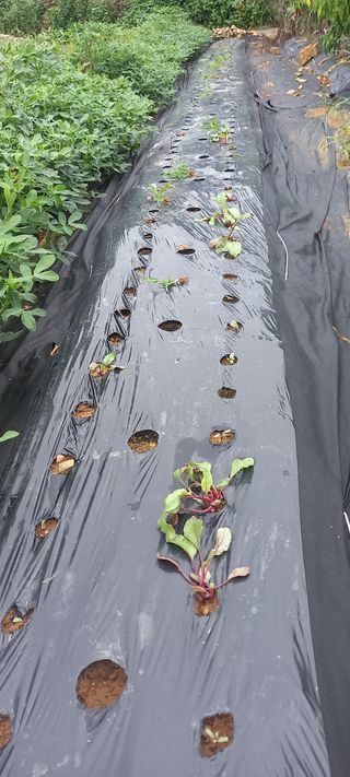 해와 달님의 감자 · 영농일지 작성글 사진