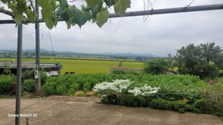 제주농부님의 들깨 · 자유게시판 작성글 사진