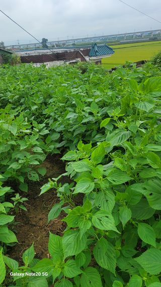 제주농부님의 들깨 · 자유게시판 작성글 사진