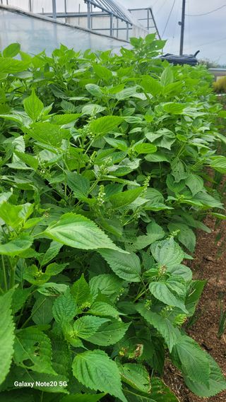 제주농부님의 들깨 · 자유게시판 작성글 사진