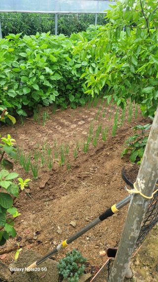 제주농부님의 들깨 · 자유게시판 작성글 사진