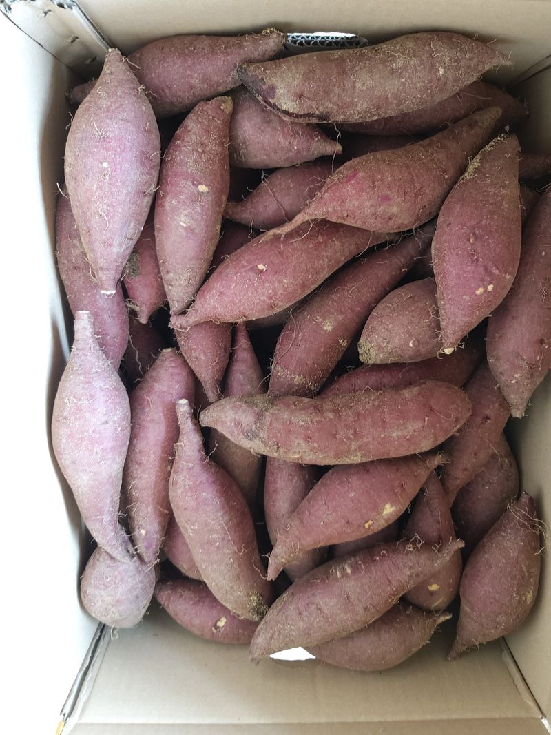 장터 상품 [꿀고구마(10kg)] 썸네일