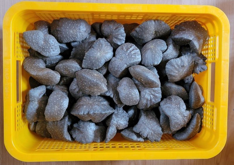 이용찬 열매마농원님의 장터 판매 상품 [열매마(하늘마) 2kg 종자용] 첨부 사진