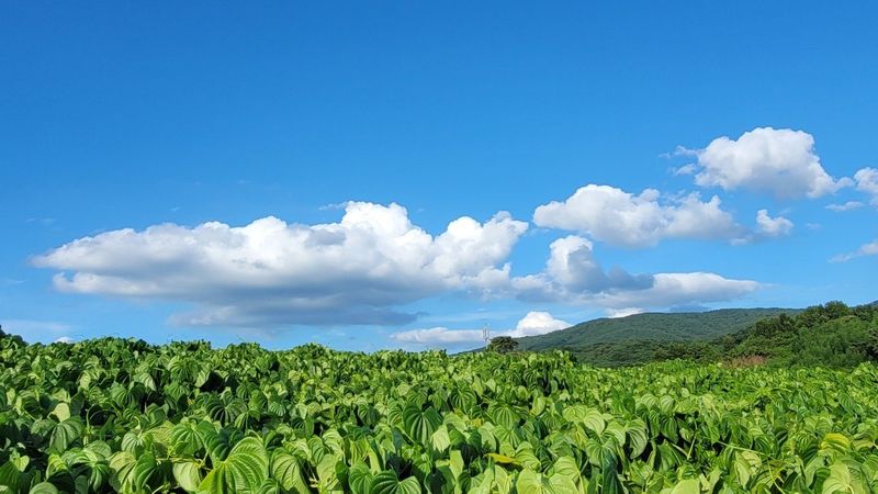 이용찬 열매마농원님의 장터 판매 상품 [열매마(하늘마) 2kg 종자용] 첨부 사진
