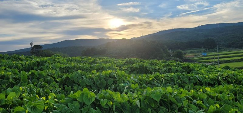 이용찬 열매마농원님의 장터 판매 상품 [열매마(하늘마) 2kg 종자용] 첨부 사진