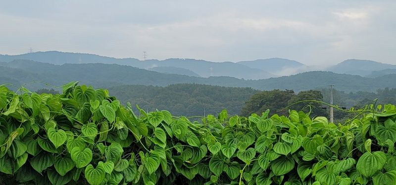 이용찬 열매마농원님의 장터 판매 상품 [열매마(하늘마) 2kg 종자용] 첨부 사진