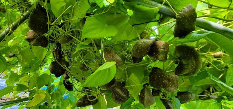 이용찬 열매마농원님의 장터 판매 상품 [열매마(하늘마) 2kg 종자용] 첨부 사진