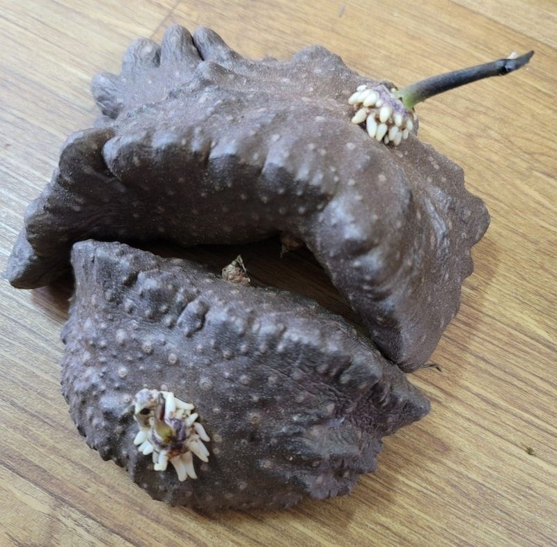 장터 상품 [열매마(하늘마) 2kg 종자용] 썸네일