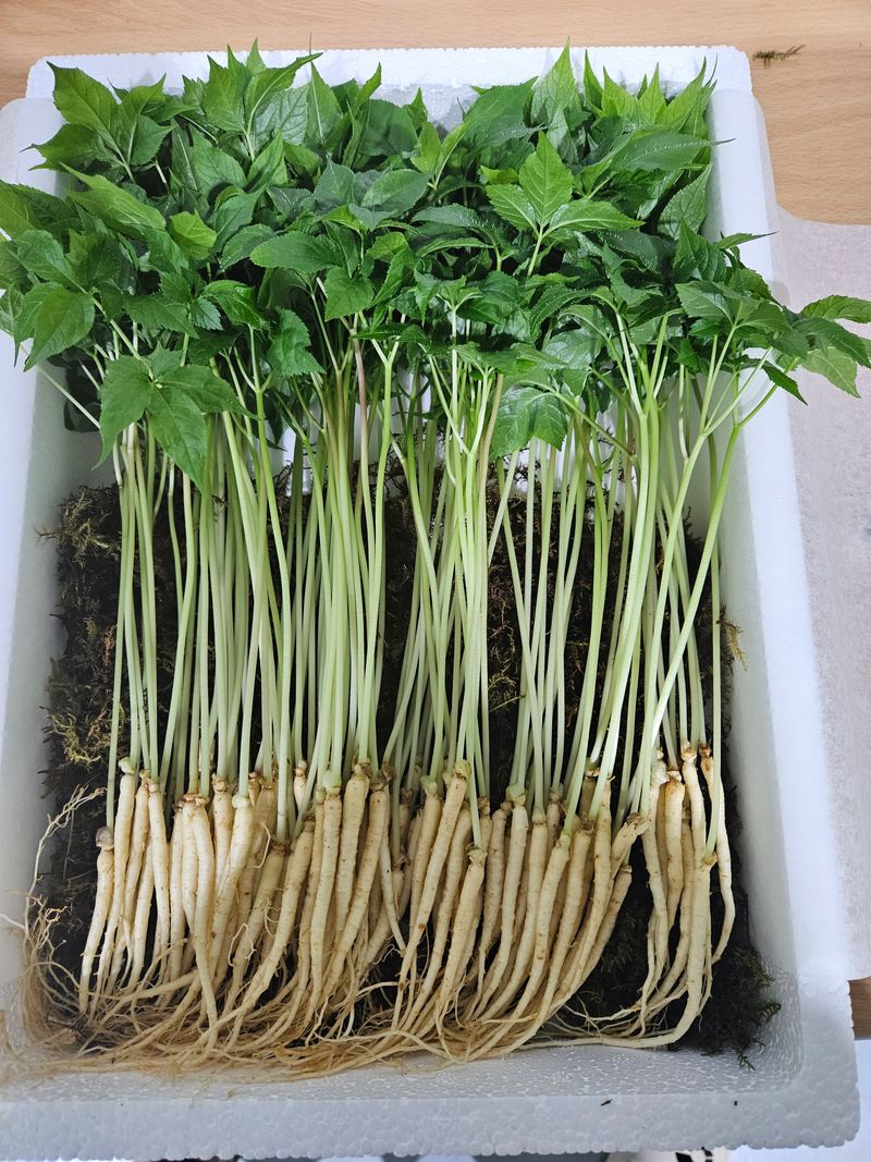 새싹인삼 우정애님의 장터 판매 상품 [새싹인삼 선물세트] 첨부 사진