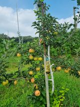 팜모닝 사과·병해충상담 게시글 이미지