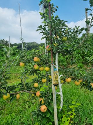 이홍균님의 사과 · 병해충상담 작성글 사진