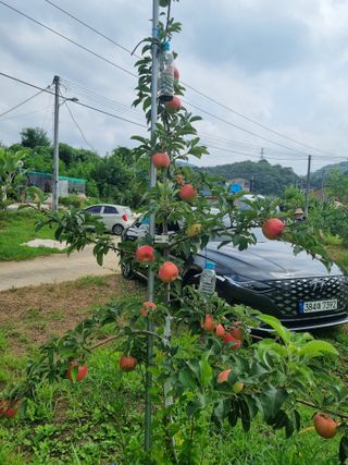 이홍균님의 사과 · 병해충상담 작성글 사진