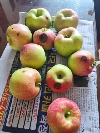 이홍균님의 사과 · 병해충상담 작성글 사진