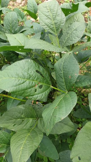 작은농부님의 콩 · 병해충상담 작성글 사진