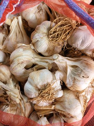 초보농부님의 가을 농사계획 알려주세요🍁 · 참여글 작성글 사진