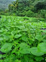 팜모닝 들깨·자유게시판 게시글 이미지