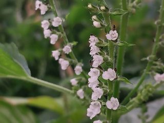 금동이네님의 기타작물 · 자유게시판 작성글 사진