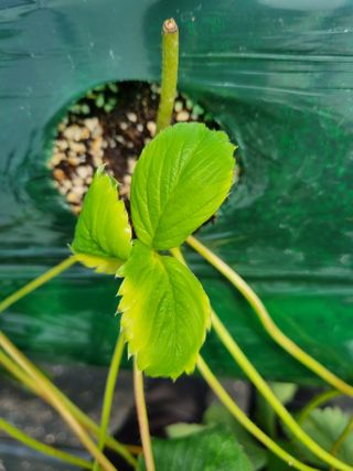 정융희님의 딸기 · 병해충상담 작성글 사진