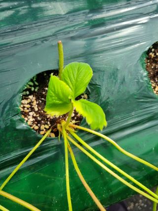 정융희님의 딸기 · 병해충상담 작성글 사진