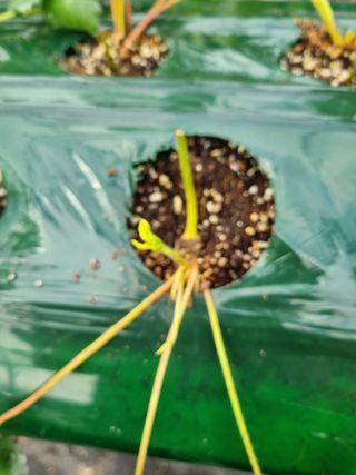 정융희님의 딸기 · 병해충상담 작성글 사진