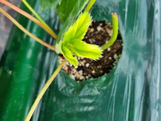 정융희님의 딸기 · 병해충상담 작성글 사진