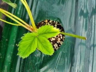 정융희님의 딸기 · 병해충상담 작성글 사진