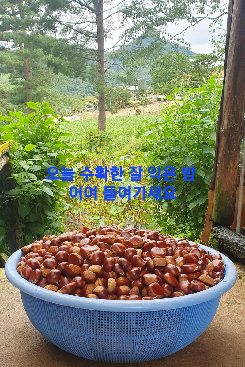 농산물에 진심구병안님의 장터 판매 상품 [조생밤1kg] 첨부 사진