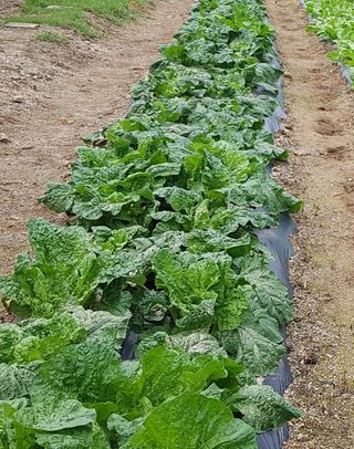 이튼실님의 배추 · 병해충상담 작성글 사진