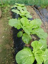 팜모닝 배추·병해충상담 게시글 이미지