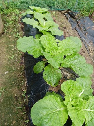 새싹사랑님의 배추 · 병해충상담 작성글 사진