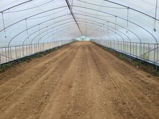 노고단님의 감자 · 자유게시판 작성글 사진