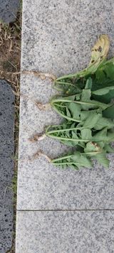 팜모닝 배추·병해충상담 게시글 이미지