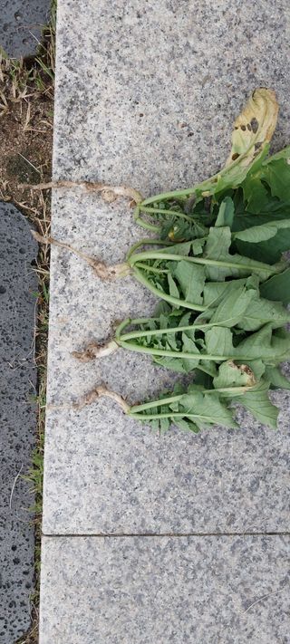 안효정님의 배추 · 병해충상담 작성글 사진