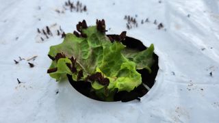 누렁누렁이님의 팜모닝 병해충 연구회 · 병해충상담 작성글 사진