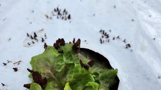 누렁누렁이님의 팜모닝 병해충 연구회 · 병해충상담 작성글 사진