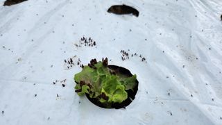 누렁누렁이님의 팜모닝 병해충 연구회 · 병해충상담 작성글 사진