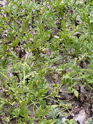 미래의 의사는 농부님의 자유주제 · 자유게시판 작성글 사진