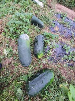 원빈님의 자유주제 · 자유게시판 작성글 사진