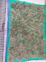 팜모닝 자유주제·자유게시판 게시글 이미지