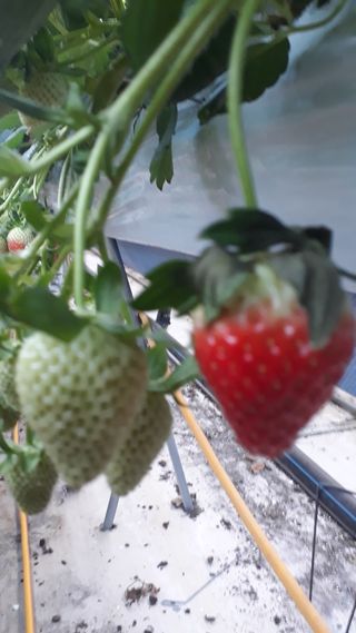 막걸리대왕님의 딸기 · 병해충상담 작성글 사진