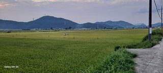 사천시향촌동 돼지띠님의 벼 · 자유게시판 작성글 사진