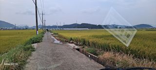 사천시향촌동 돼지띠님의 벼 · 자유게시판 작성글 사진