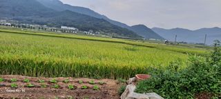 사천시향촌동 돼지띠님의 벼 · 자유게시판 작성글 사진