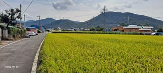 사천시향촌동 돼지띠님의 벼 · 자유게시판 작성글 사진