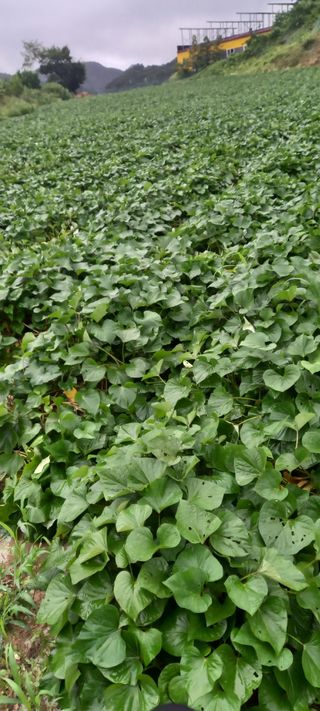 강성분님의 가을 농사계획 알려주세요🍁 · 참여글 작성글 사진