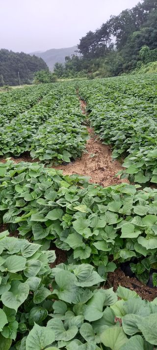 강성분님의 가을 농사계획 알려주세요🍁 · 참여글 작성글 사진