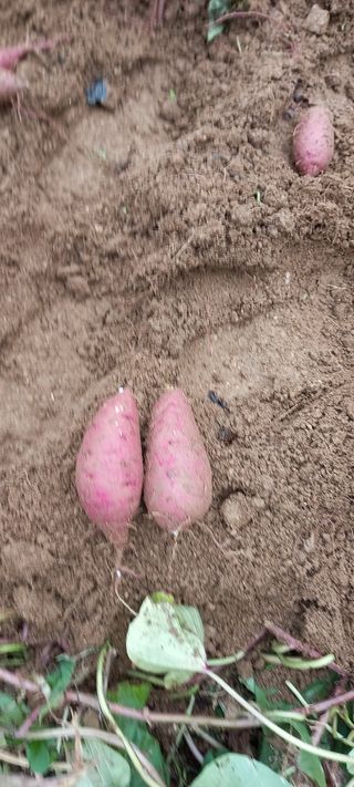 강성분님의 가을 농사계획 알려주세요🍁 · 참여글 작성글 사진