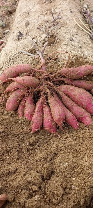 강성분님의 가을 농사계획 알려주세요🍁 · 참여글 작성글 사진