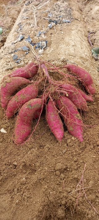 강성분님의 가을 농사계획 알려주세요🍁 · 참여글 작성글 사진