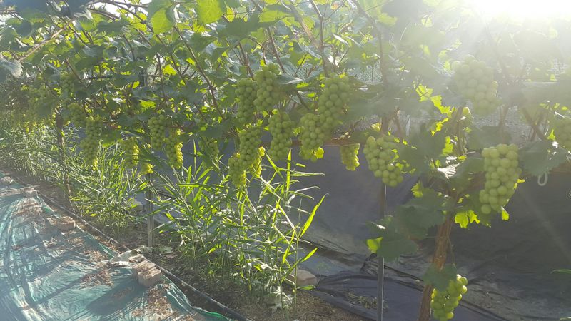 장터 상품 [생강 원강 10kg] 썸네일